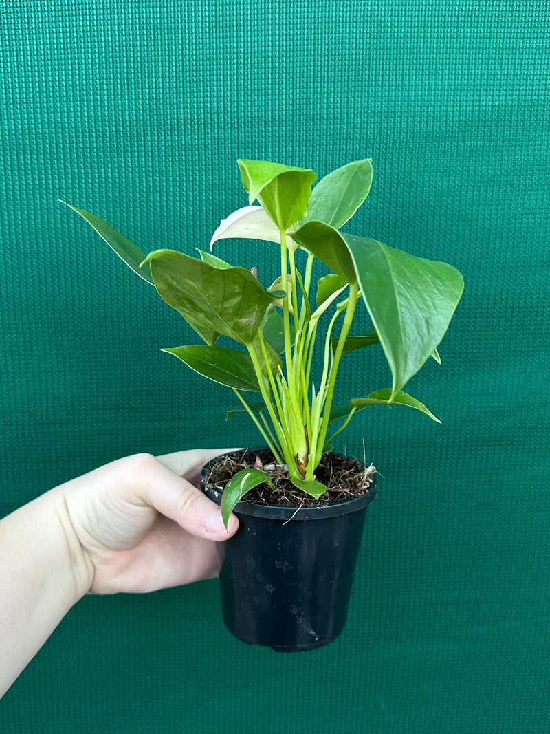 Anthurium NOID 2
