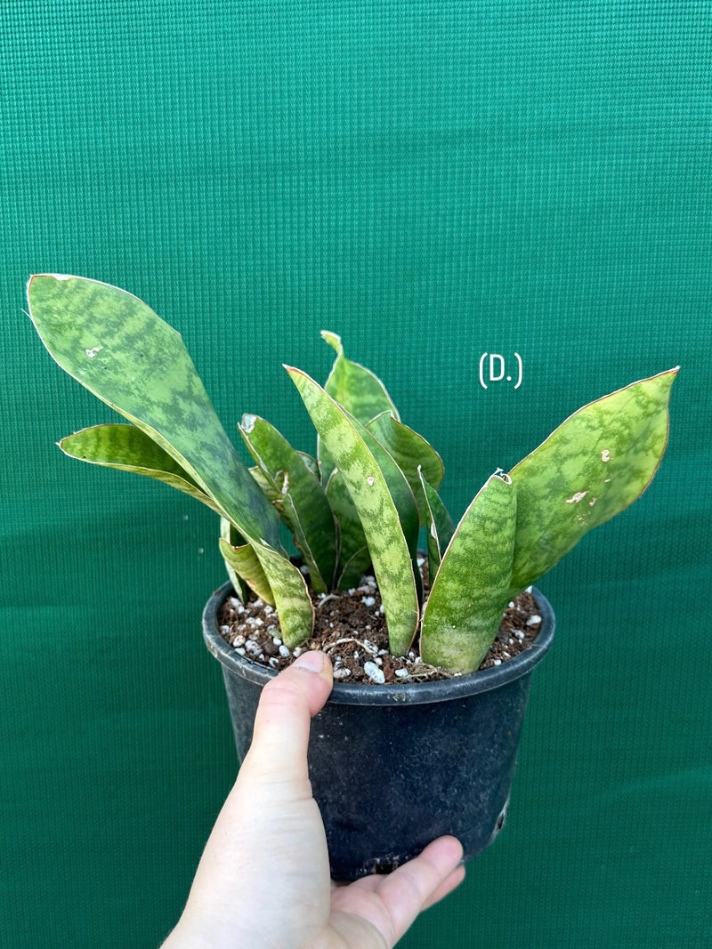 Sansevieria Masoniana ‘Mason’s Congo Paddle’ NEW