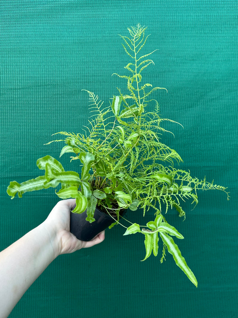 Pteris Fern Unknown 3