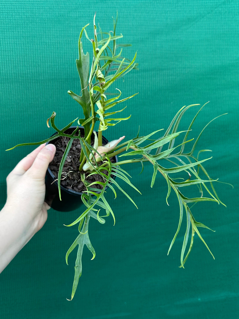 Philodendron ‘Tortum’