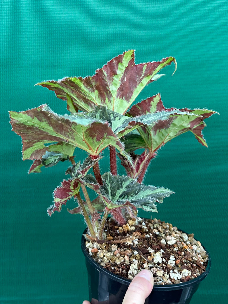 Begonia ‘Norgrove Star’