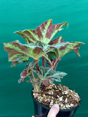 Begonia ‘Norgrove Star’