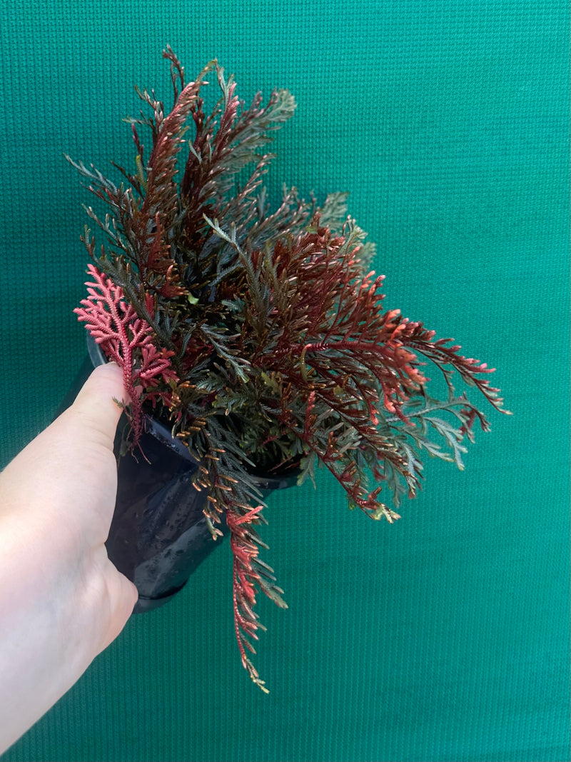 Selaginella erythropus NEW