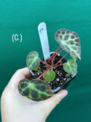 Begonia trang
