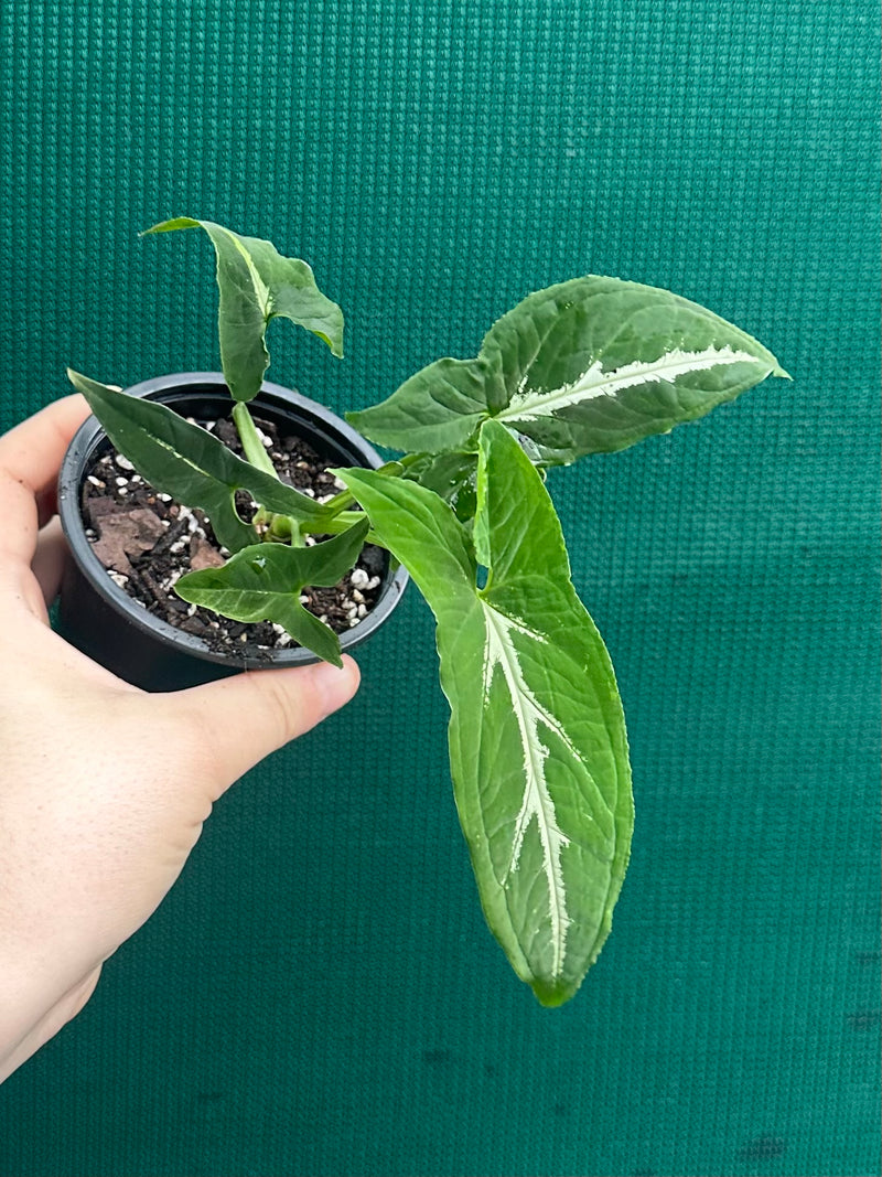 Syngonium ‘Wendlandii’