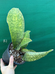 Sansevieria Masoniana ‘Mason’s Congo Paddle’ NEW