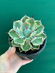 Agave kissho kan