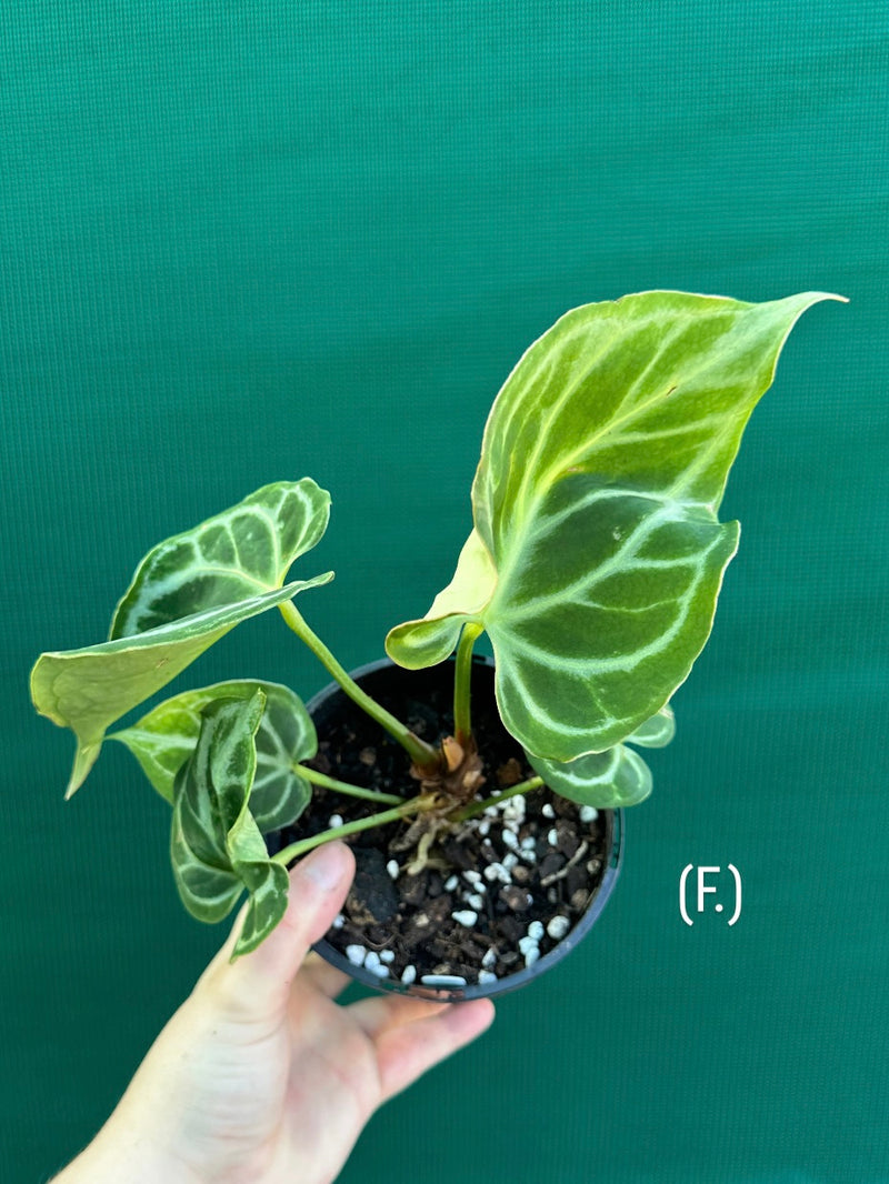 Anthurium crystallinum hybrid NEW