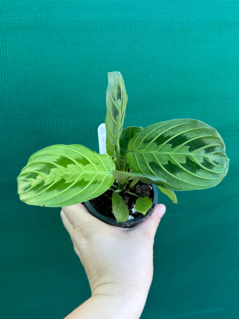 Maranta ‘Lemon Lime’