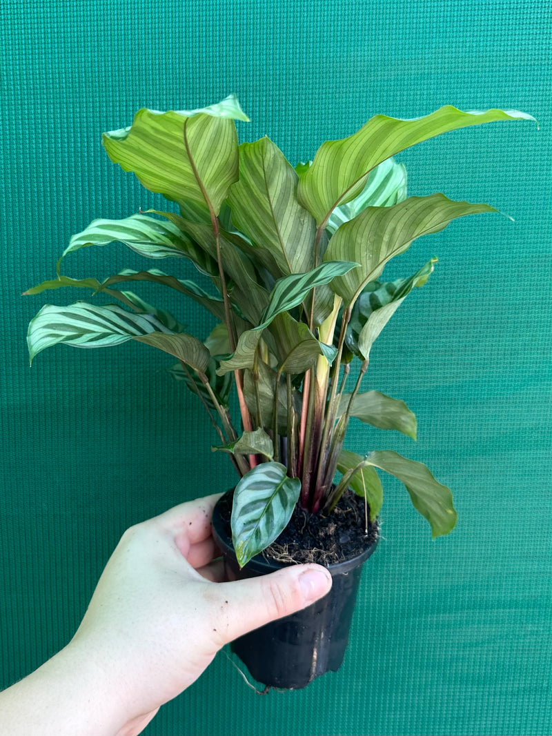 Calathea ‘Freddy’