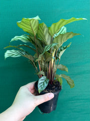 Calathea ‘Freddy’