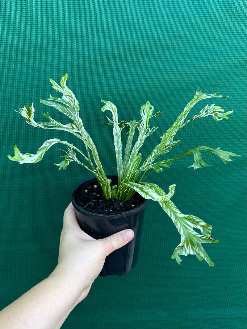 Asplenium Nidus variegata