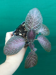 Episcia cupreata