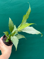 Spathiphyllum ‘Platinum Mist’