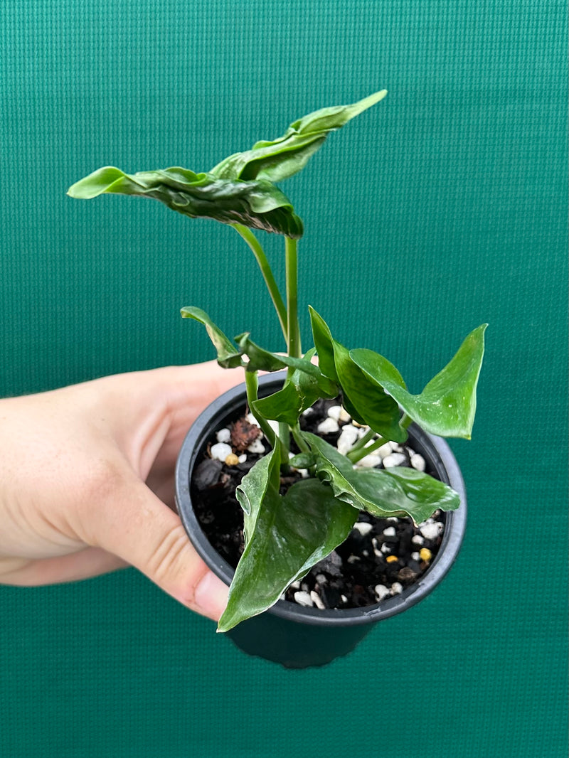 godzilla pothos plant Epipremnum Shangri La