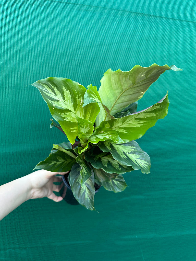 Calathea ‘Louisae Misto’ NEW