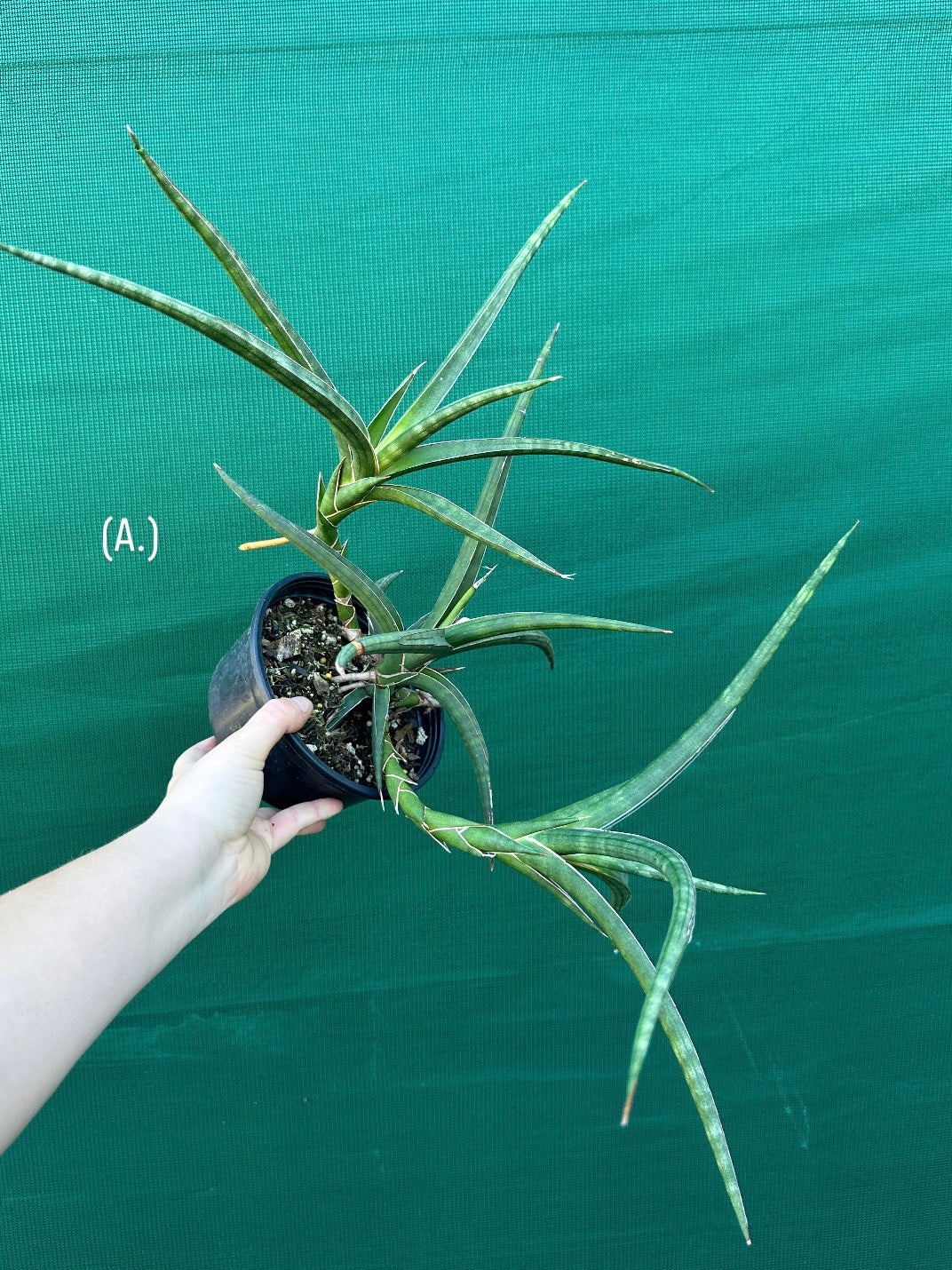 sansevieria ballyi Sansevieria ballyi