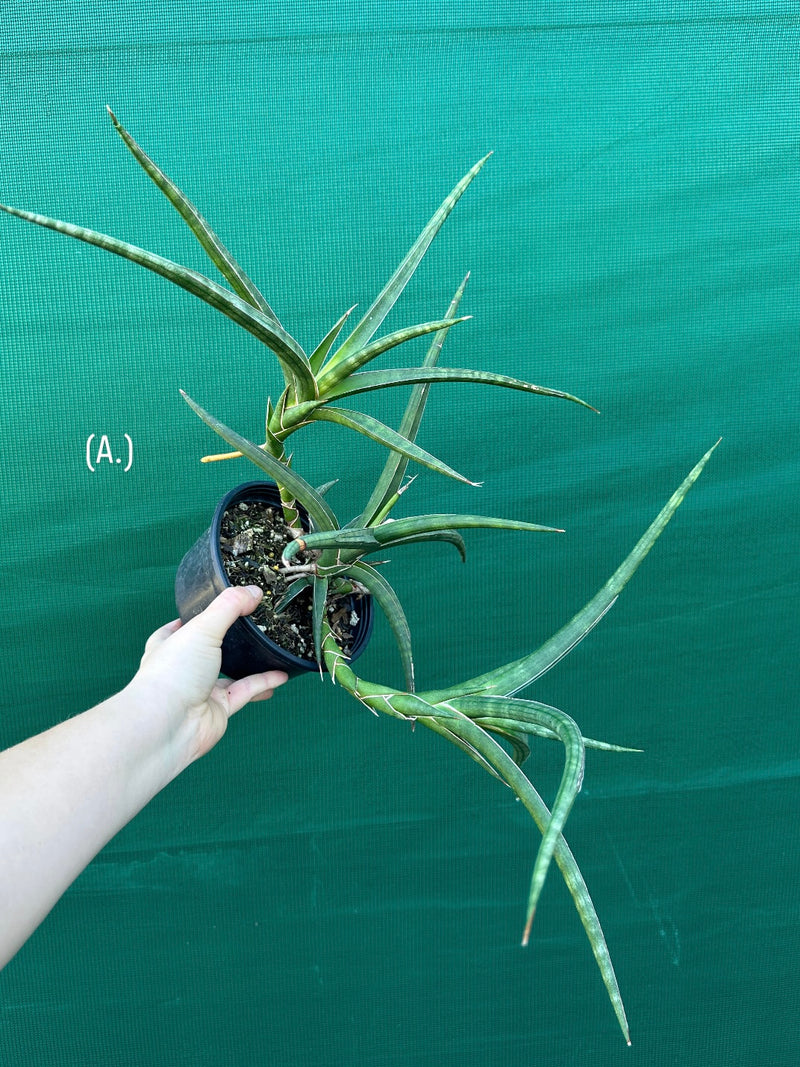 Sansevieria ballyi NEW