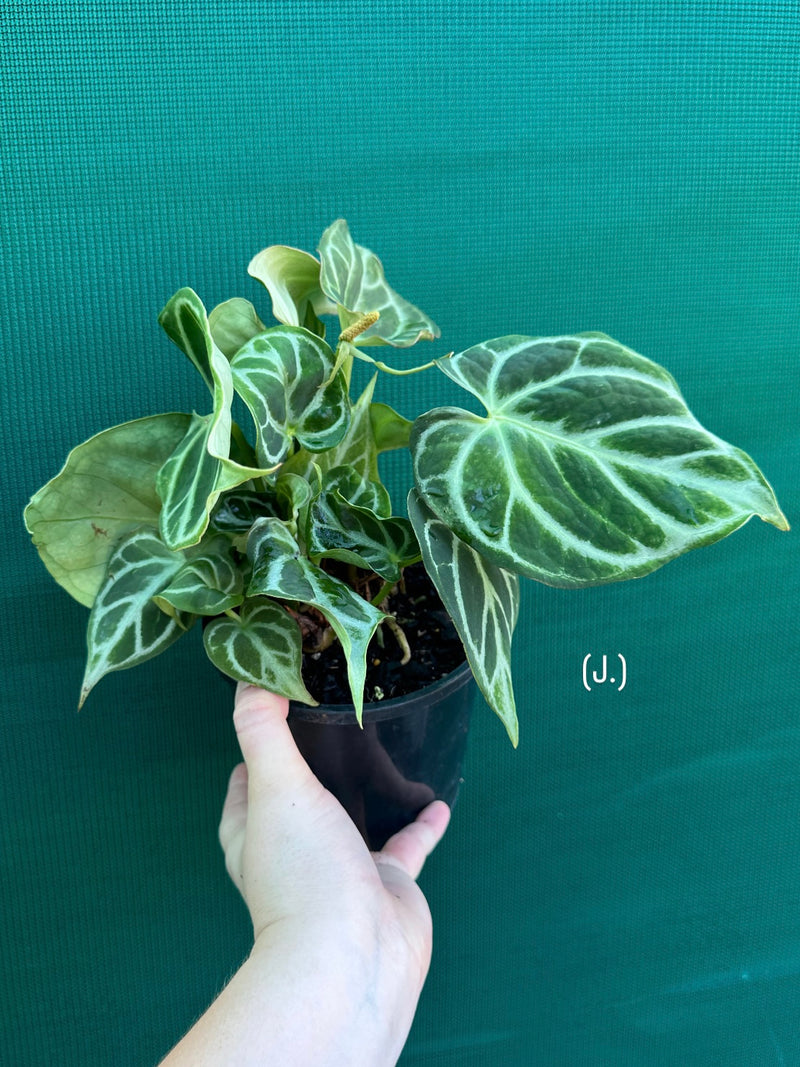 Anthurium crystallinum hybrid NEW