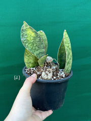 Sansevieria Masoniana ‘Mason’s Congo Paddle’ NEW