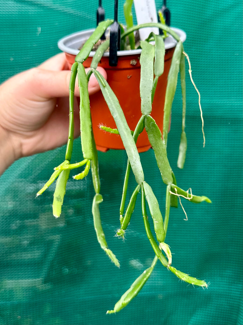 Rhipsalis Micrantha