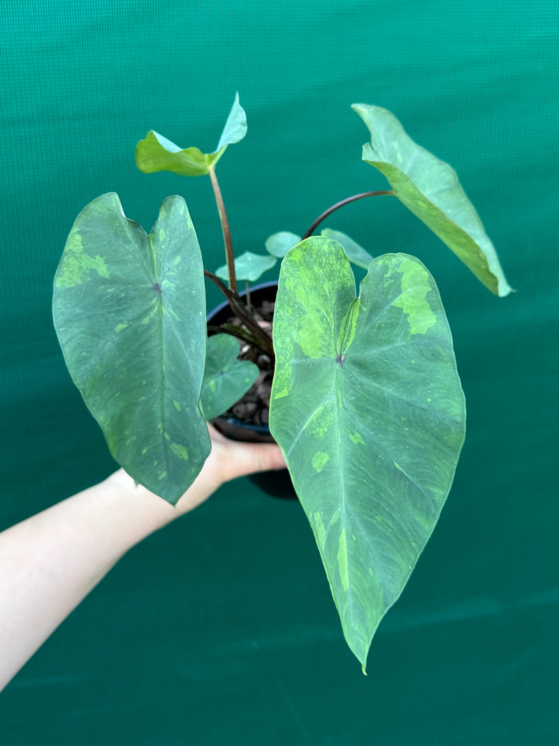 Alocasia ‘Lemon Lime Gecko’ NEW