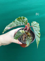 Begonia ‘Ginny Galaxy’