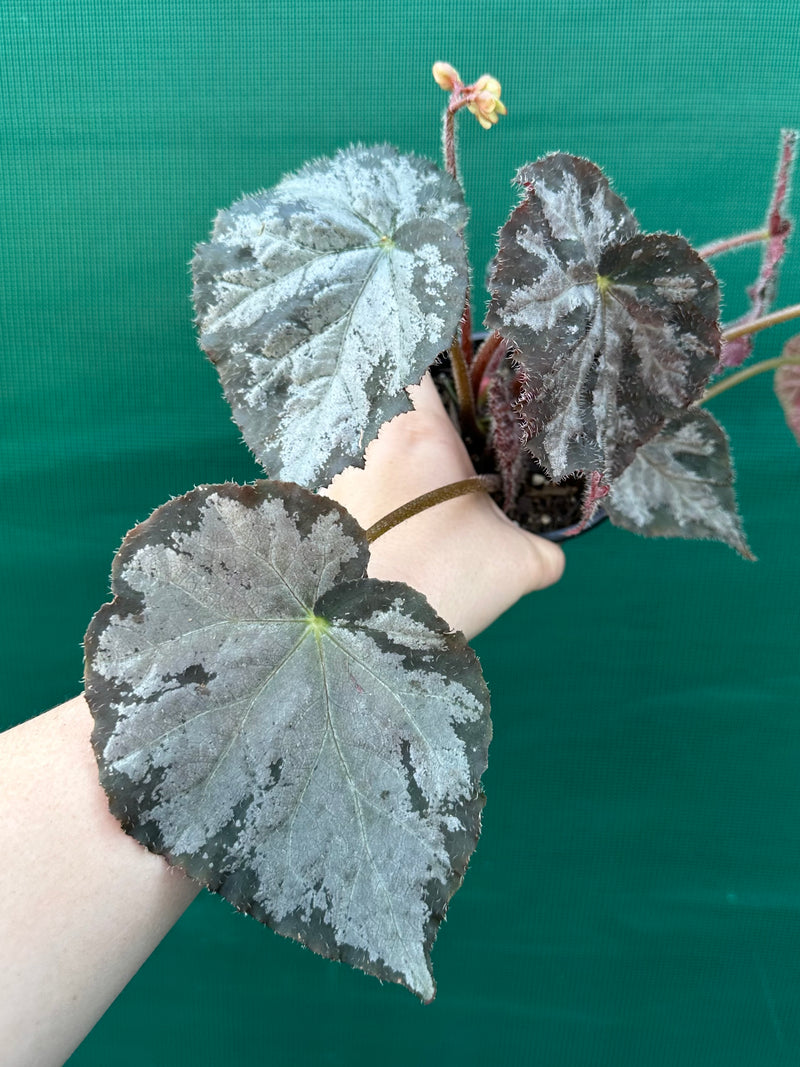 Begonia NOID 6