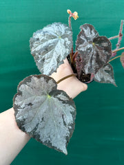 Begonia NOID 6