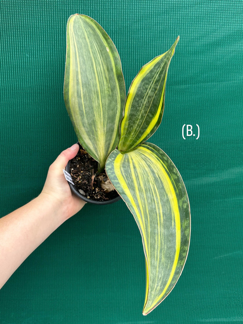masoniana variegata NEW