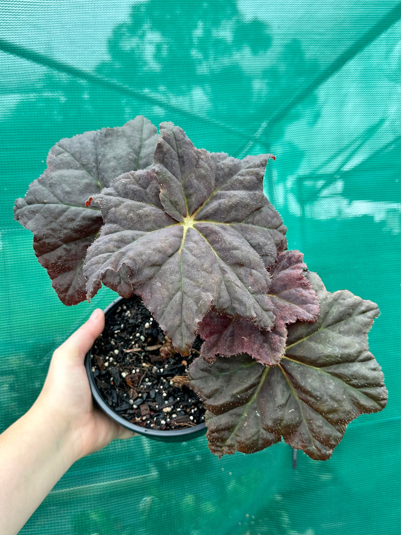 Begonia ‘Red Chenille’ NEW