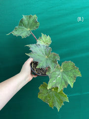 Begonia ‘Brush Strokes’
