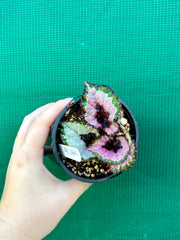 Begonia ‘Lively Ladd’
