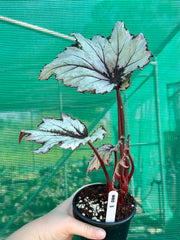 Begonia NOID 3