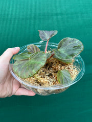 Begonia tagbanua variegated