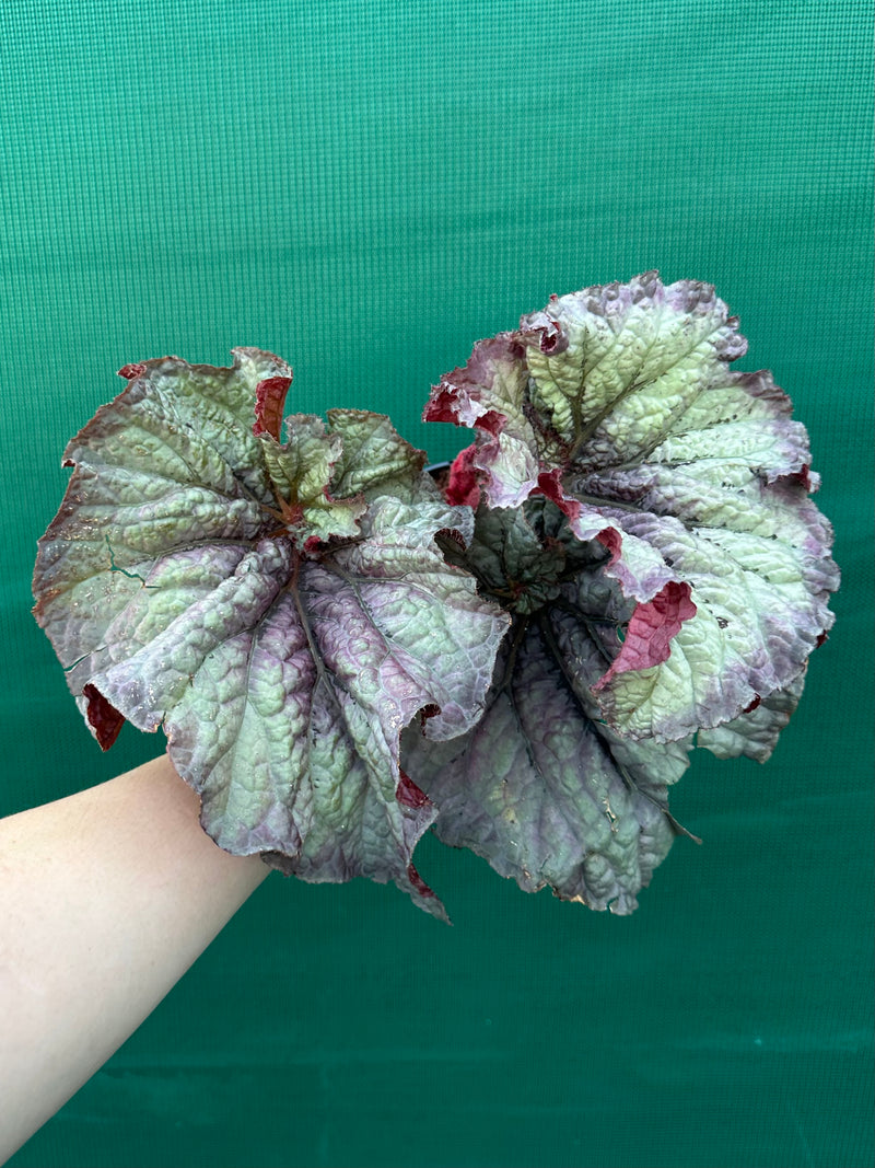Begonia ‘Sun Seeker’ NEW