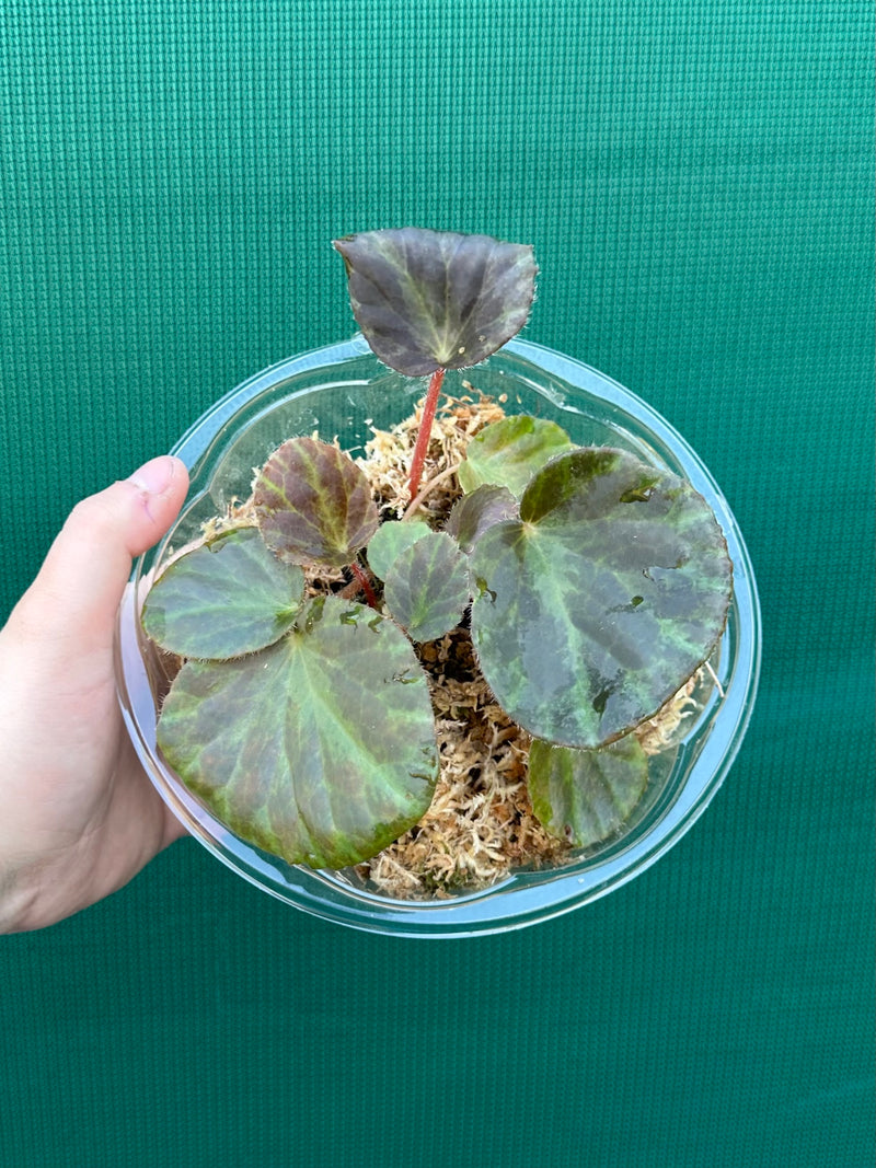 Begonia tagbanua variegated