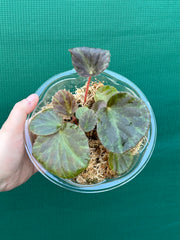 Begonia tagbanua variegated