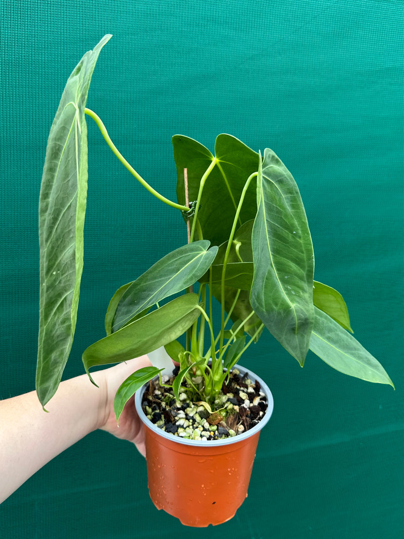 Anthurium warocqueanum x sp. nutibars NEW