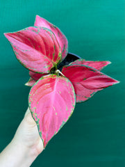 Aglaonema ‘Sunshine’