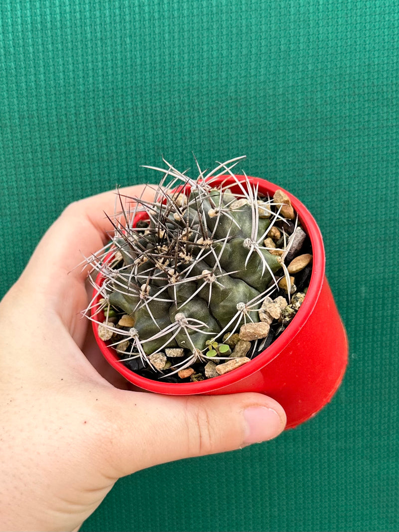 gymnocalycium (assorted)