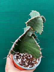 Euphorbia grandialata