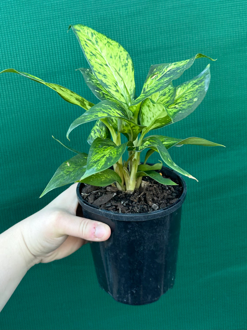 Dieffenbachia ‘Star Bright’ NEW