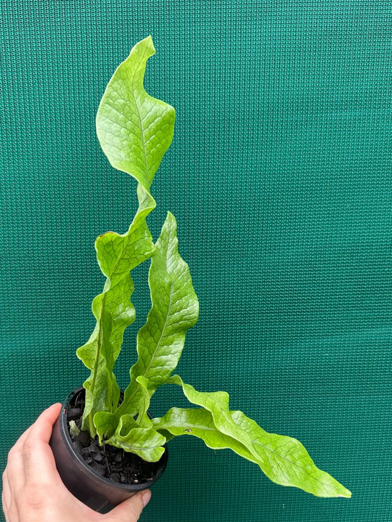 Microsorum musifolium ‘Crocodyllus’ NEW