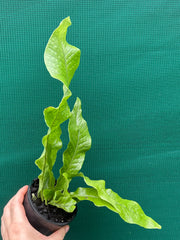 Microsorum musifolium ‘Crocodyllus’ NEW