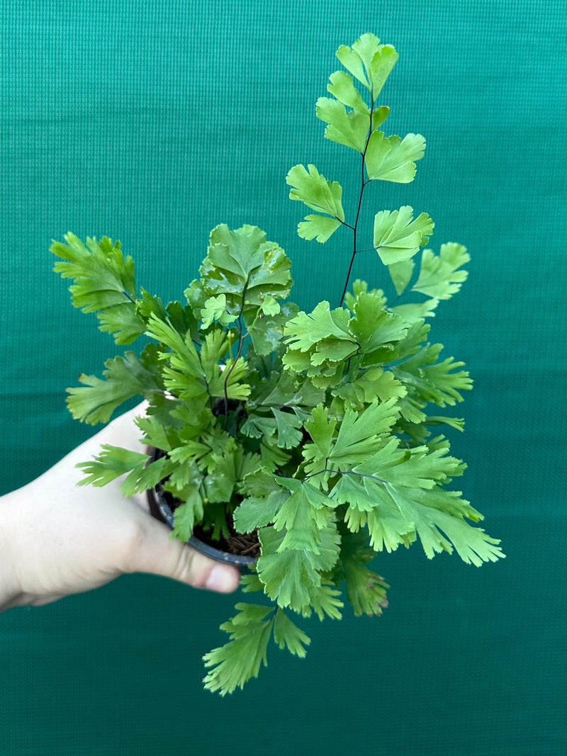 Adiantum unknown 4
