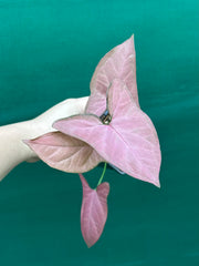Syngonium ‘Orm Nak’ NEW