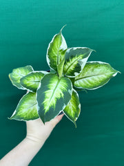 Dieffenbachia ‘Cool Beauty’