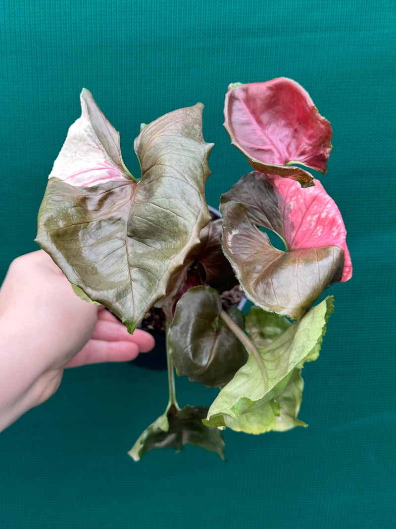 Syngonium 'Strawberry Ice’ NEW