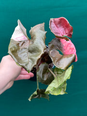 Syngonium 'Strawberry Ice’ NEW